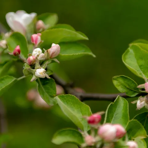 fruit tree