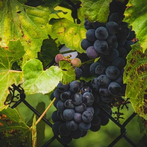 grapes
