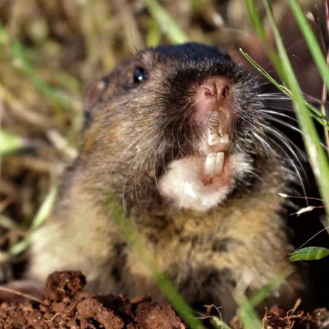 Gopher