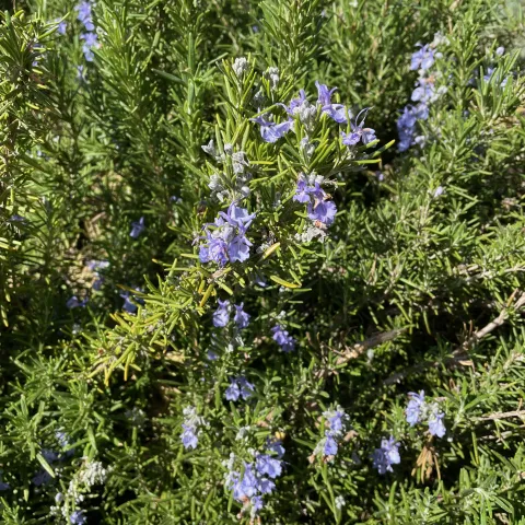 Spiky green leaves with small blue flowers