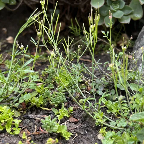 Banner weeds