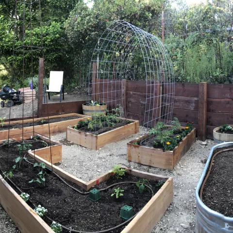 newly planted vegetable garden in raised beds