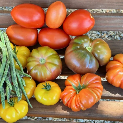 summer harvest