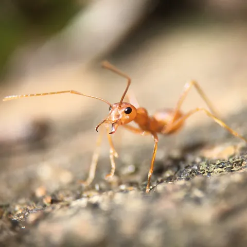 Ant
