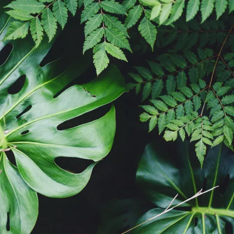 Banner Plants