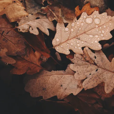 fall leaves