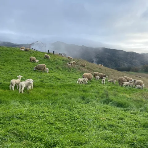 Lambs first day on pasture 3