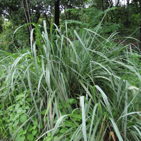 lemongrass