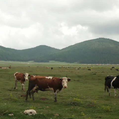 livestock