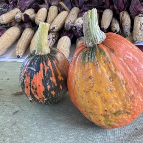 Native corn and squash, Jenny Redfern