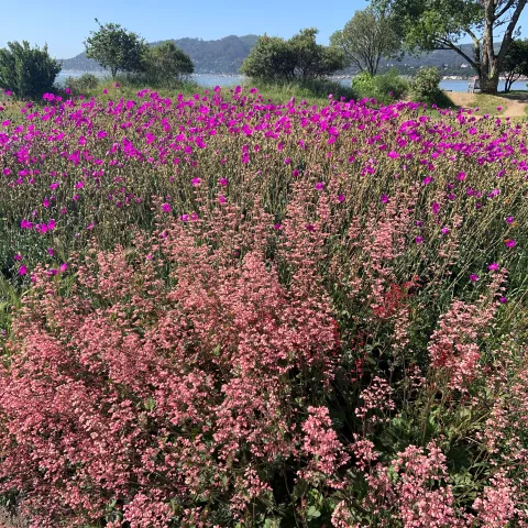 Native plants