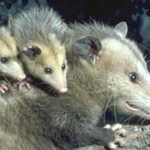 Mother opossum with young on it's back