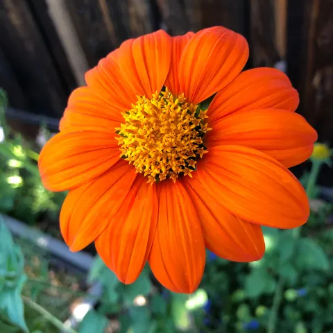 Bright orange daisy-like flower