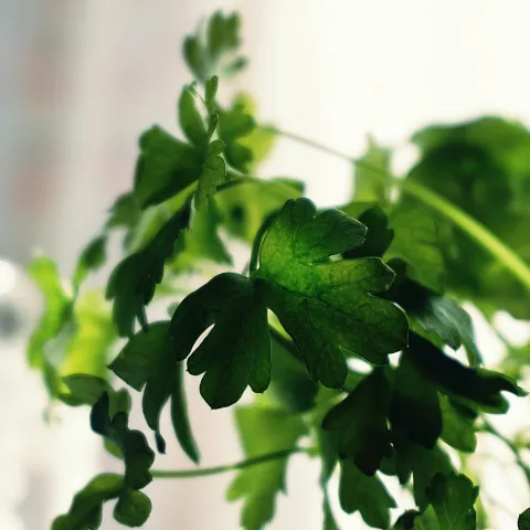 parsley