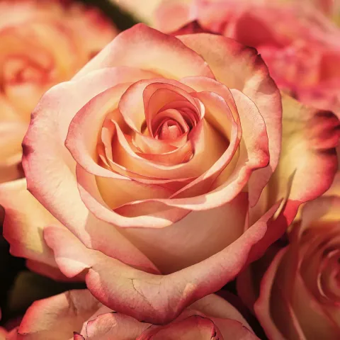 Beautiful Peach colored rose 