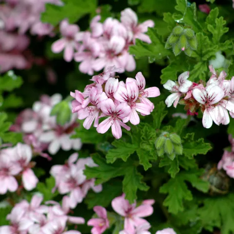 geraniums