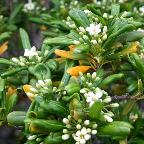 Pittosporum