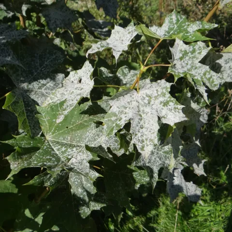 mildew powdery