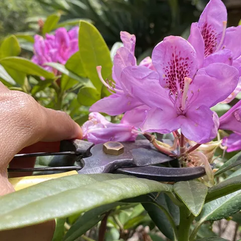 pruning