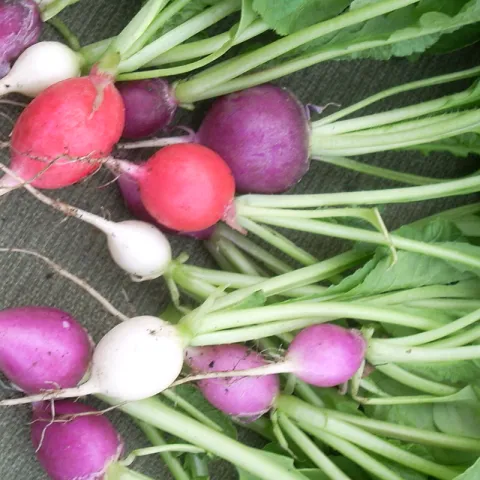 Radish photo Jengod