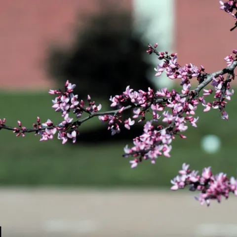 Redbud