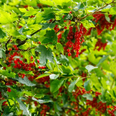 Ribes