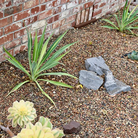 fire-smart plantings