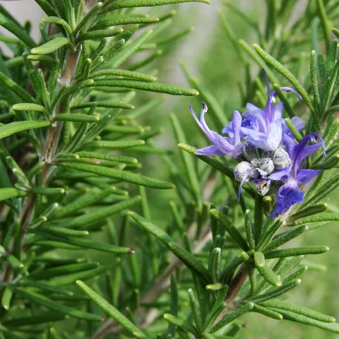 rosemary
