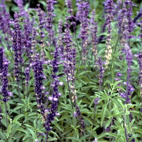 Blue-purple salvia