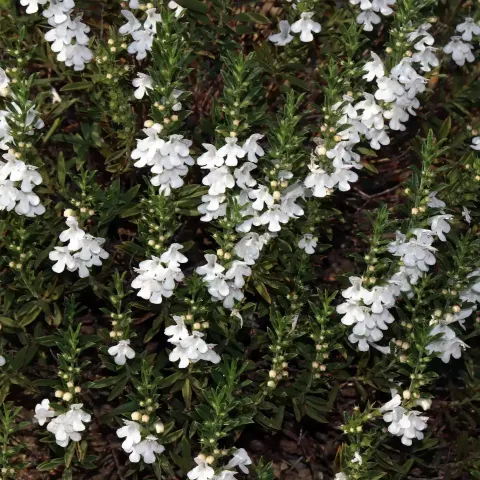 winter savory