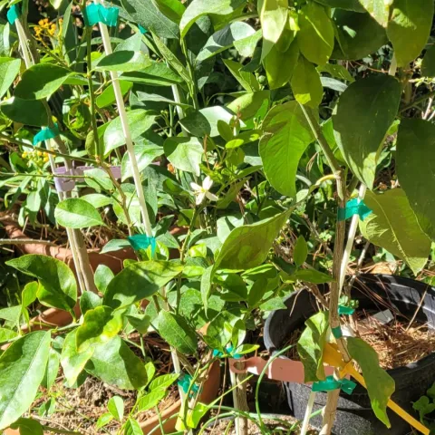 several fruit trees in a pot