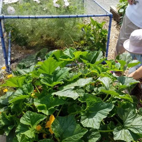 People looking closely at bushy squash plant