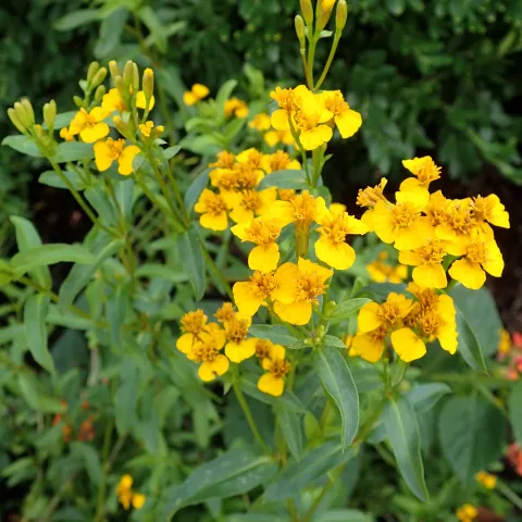 tagetes lucida