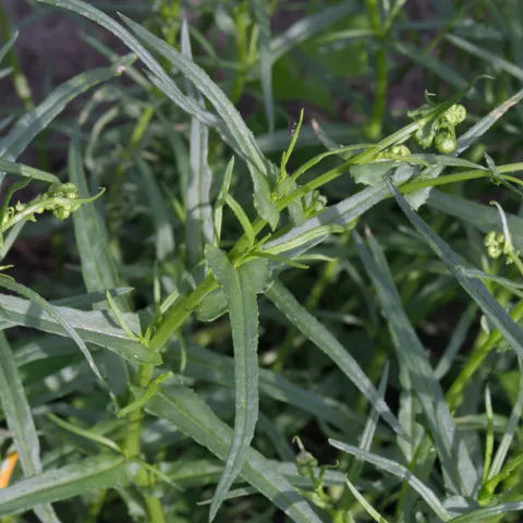 tarragon