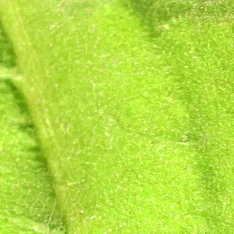 thrips