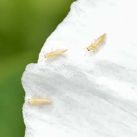 Thrips
