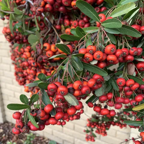 toyon