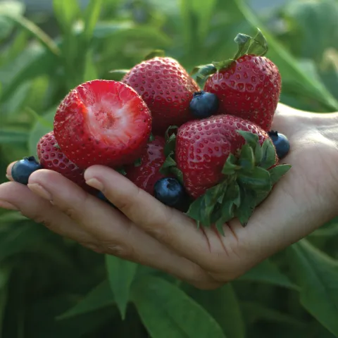 strawberry