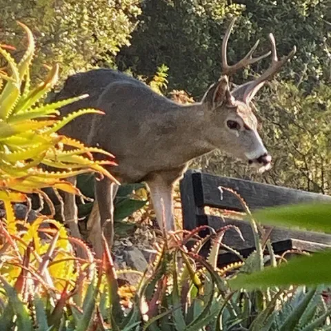 Deer