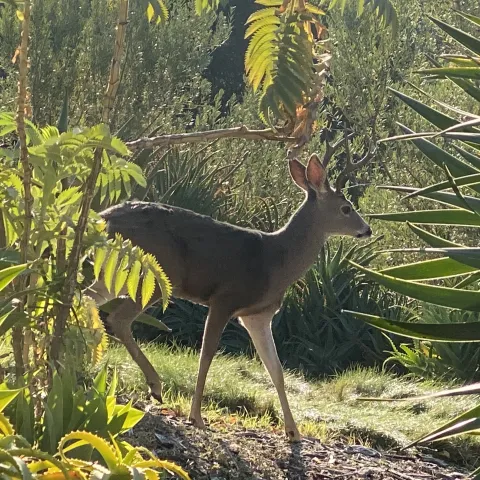 Deer
