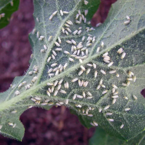 whitefly