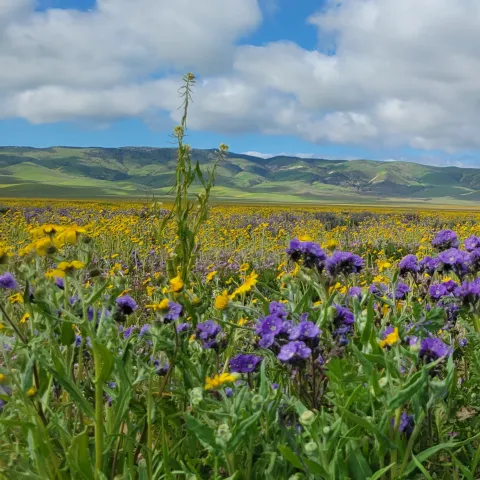wildflowers Carrizo Plain National Monument