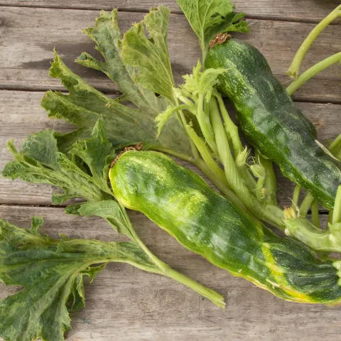 mosaic Virus