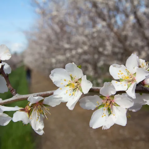 Up close of almond blossoms with pink and yellow centers in an almond orchard