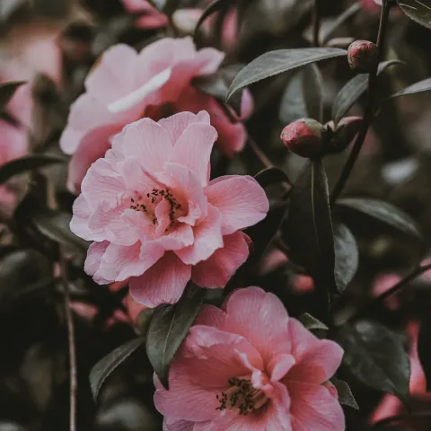 camellia