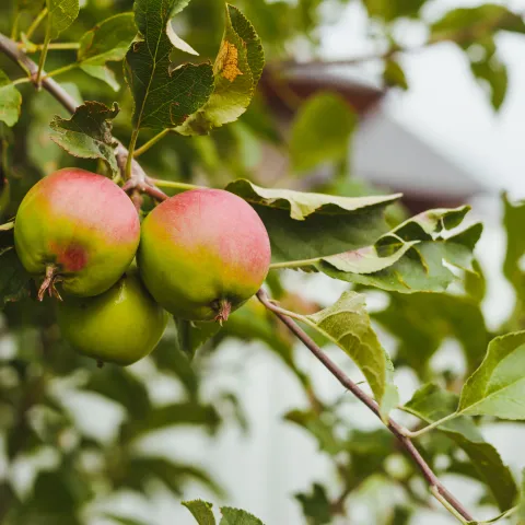 apples
