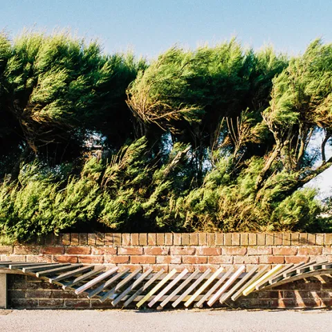 Windy trees