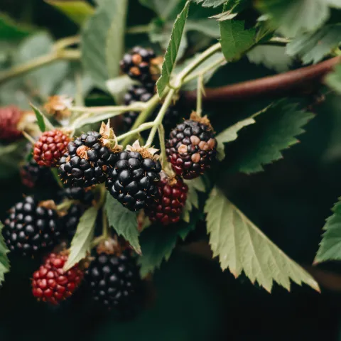 blackberry