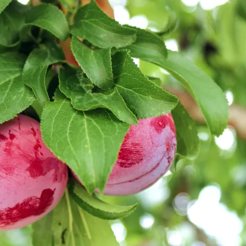 Plum