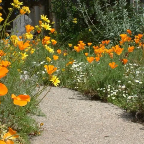 california natives